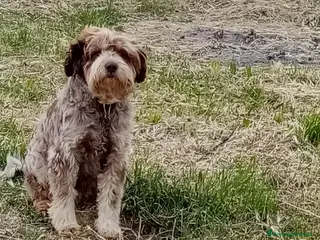 Lagotto cani Oscar - Annuncio 2