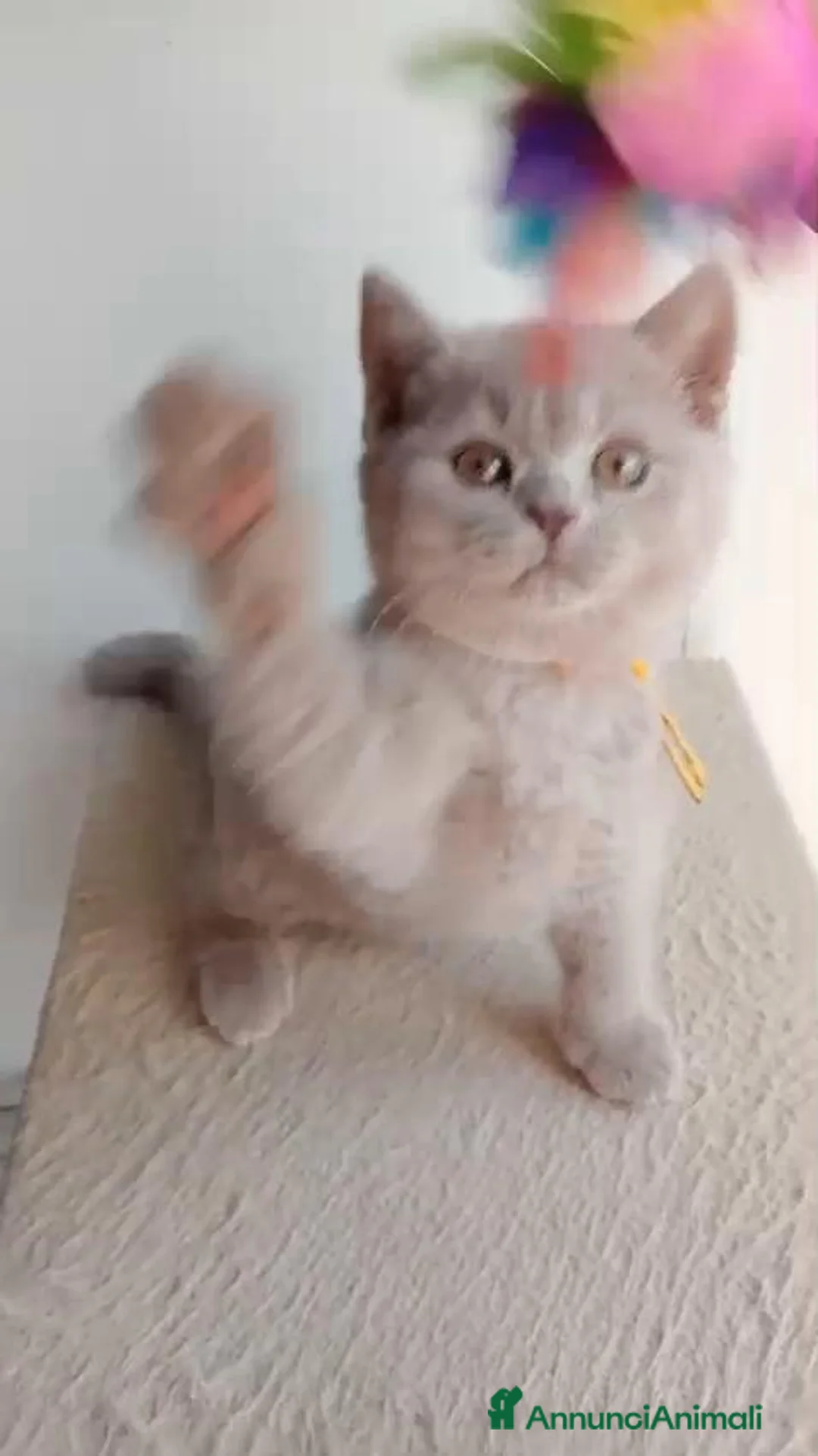 British gatti in vendita: Cucciole British shorthair  - Annuncio 2