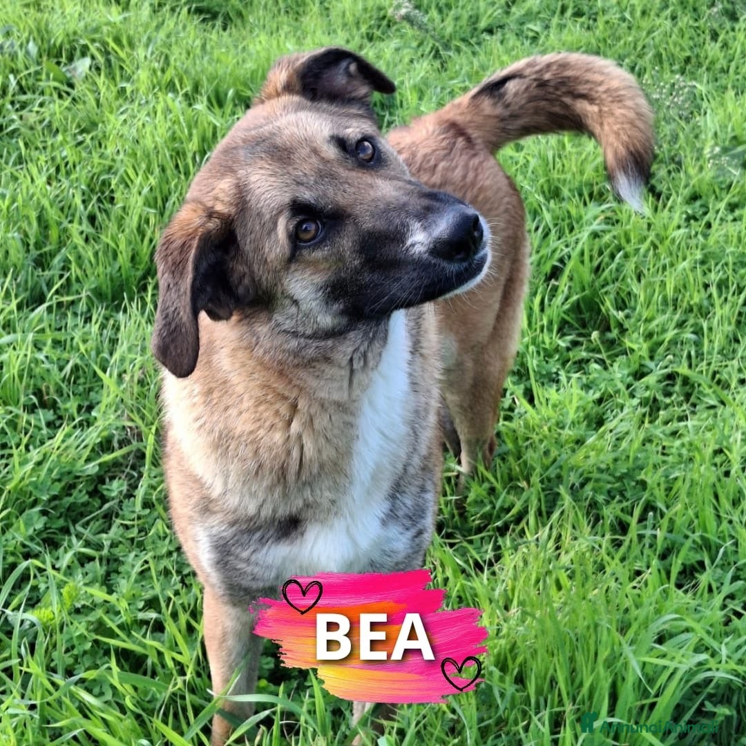 Meticcio cani in regalo: BEA 🩷-cucciola che cerca tante coccole! Cerca 🏠  - Annuncio 1