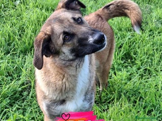 Meticcio cani BEA 🩷-cucciola che cerca tante coccole! Cerca 🏠 - Annuncio 5