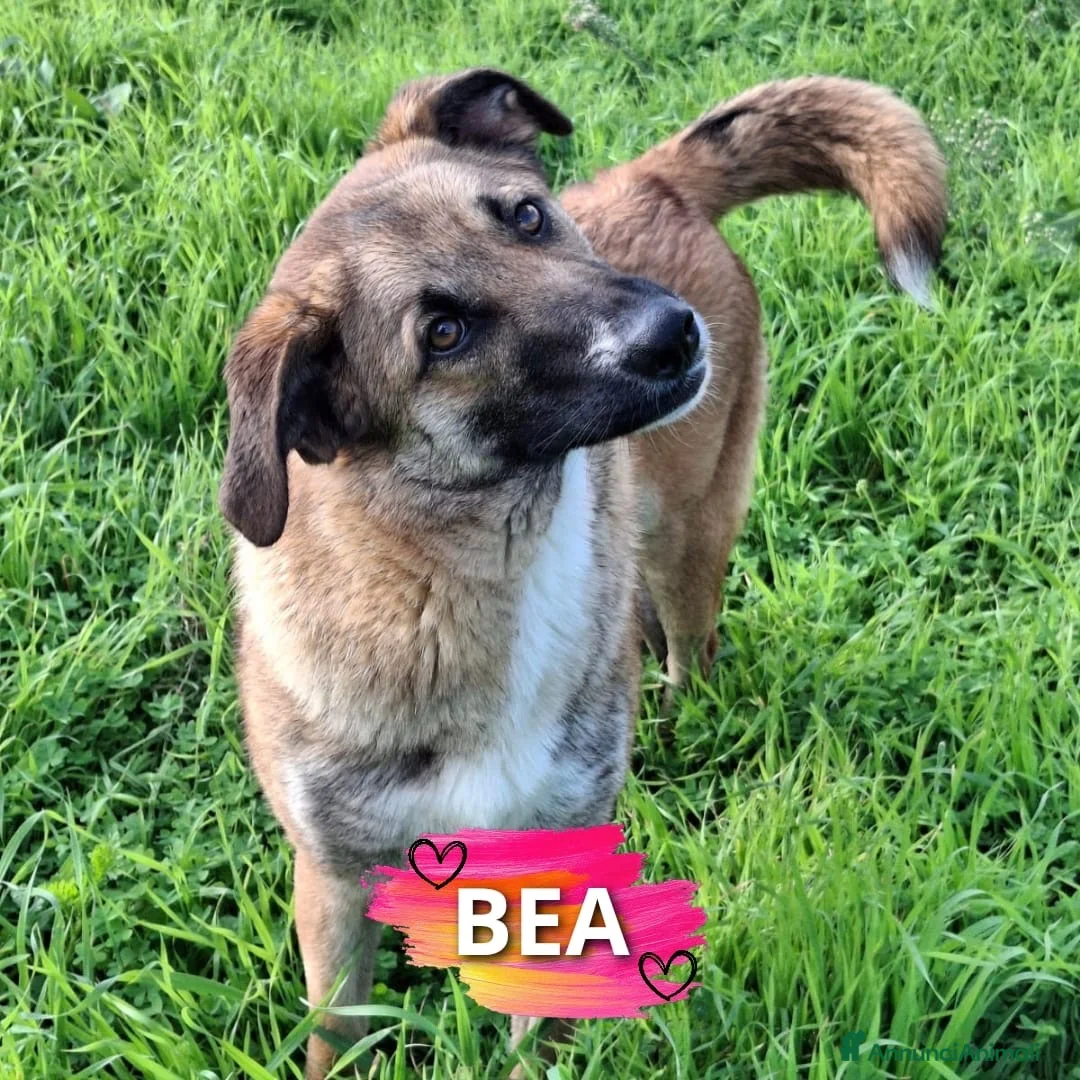 Meticcio cani in regalo: BEA 🩷-cucciola che cerca tante coccole! Cerca 🏠  - Annuncio 1