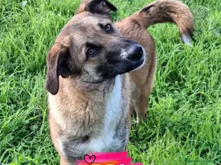 Meticcio cani BEA 🩷-cucciola che cerca tante coccole! Cerca 🏠 - Annuncio 37