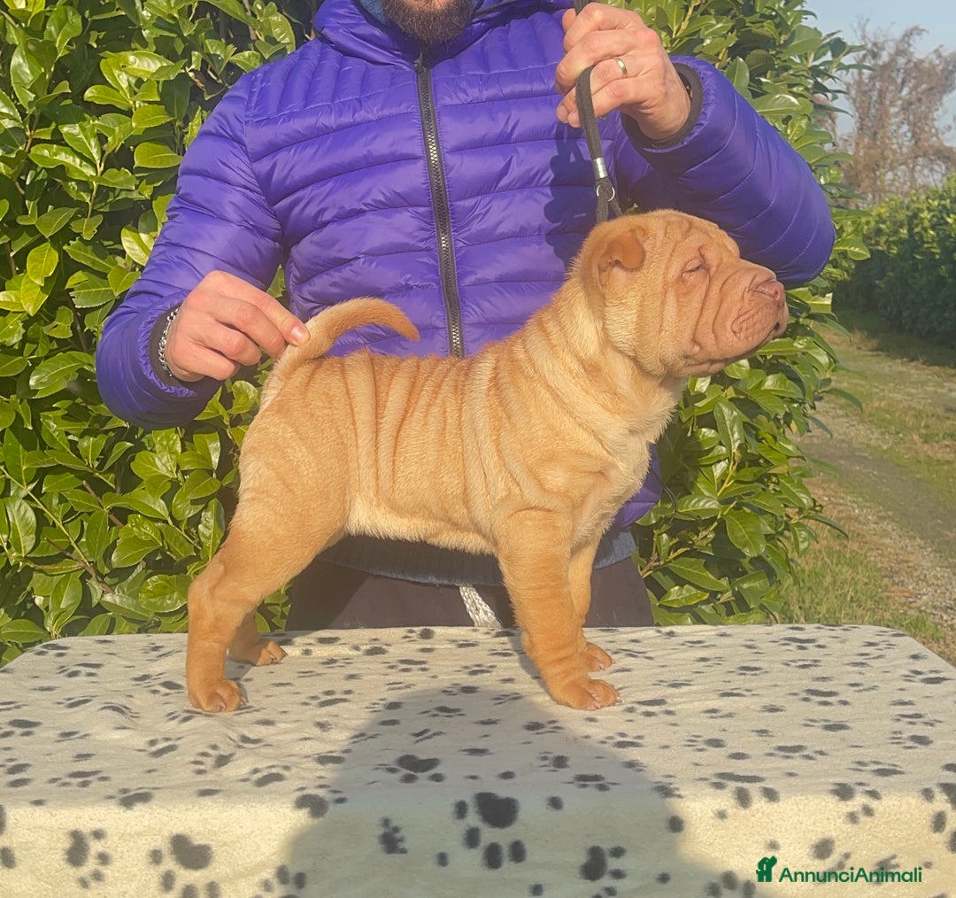 Shar Pei cani in vendita: Shar Pei alta genealogia  - Annuncio 4