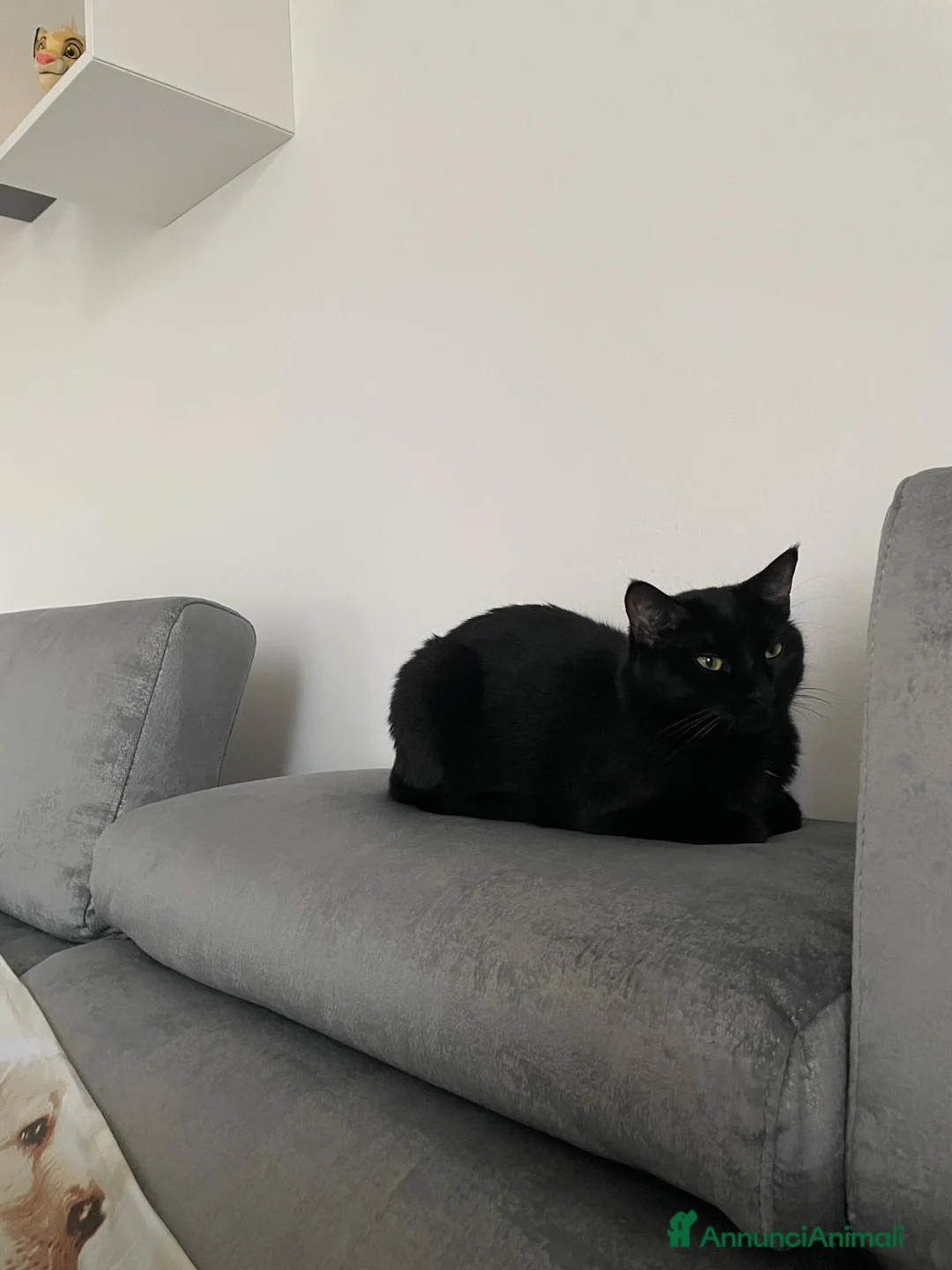 Meticcio gatti in regalo: MEI MICIA NERA DI 5 ANNI  - Annuncio 2