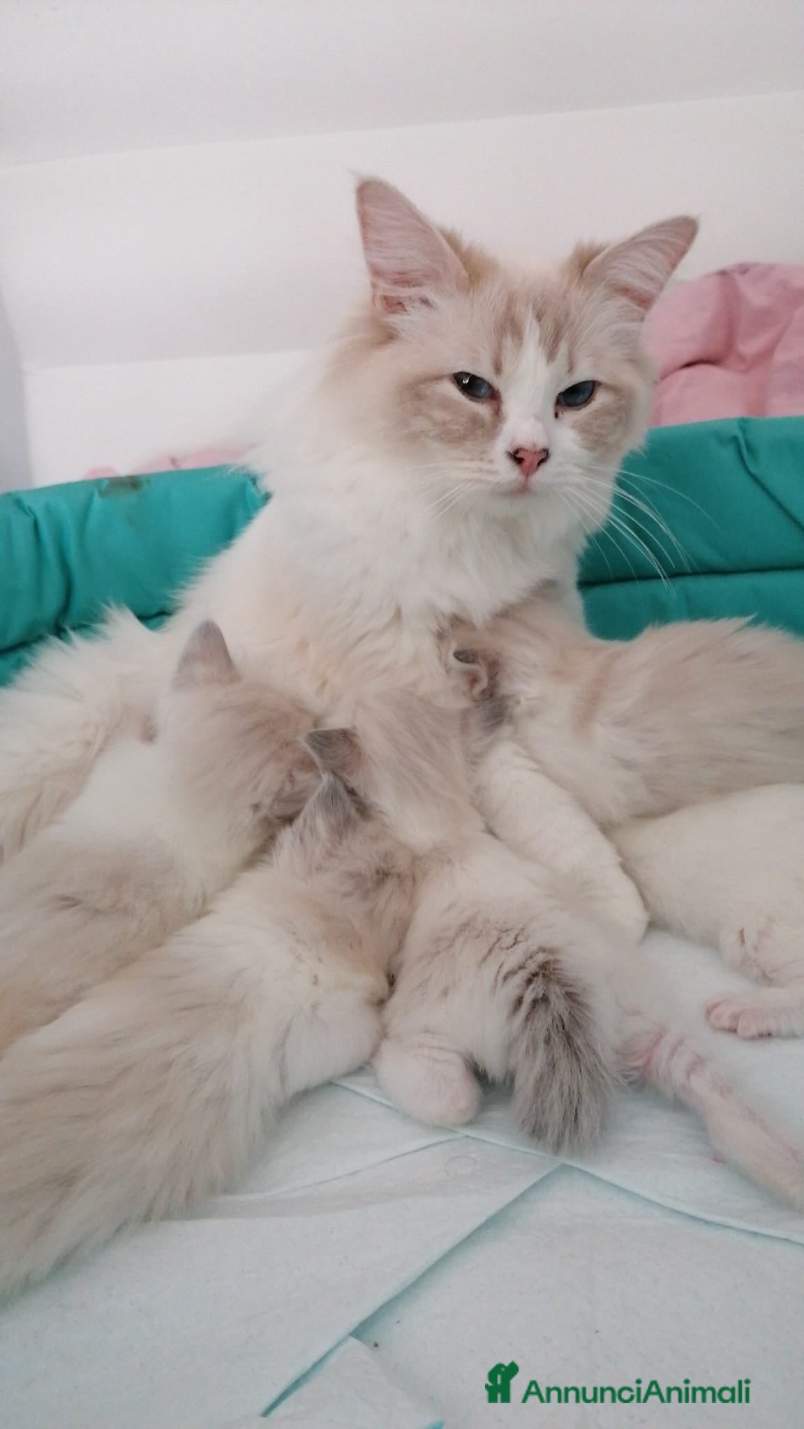 Ragdoll gatti Ragdoll - Annuncio 31