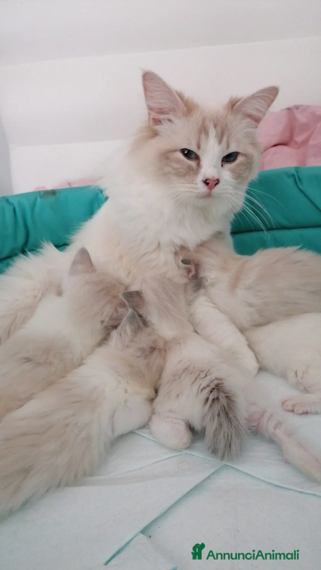 Ragdoll gatti in vendita: Ragdoll a Città Metropolitana di Torino - Annuncio 1