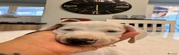 Bassotto Nano cani in vendita: Cuccioli di bassotto a pelo corto Arlecchino  - Annuncio 5