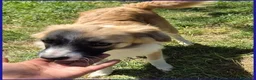 Meticcio cani in regalo: MIRA dagli occhi dolci una cucciolona a Provincia di Forlì-Cesena - Annuncio 3