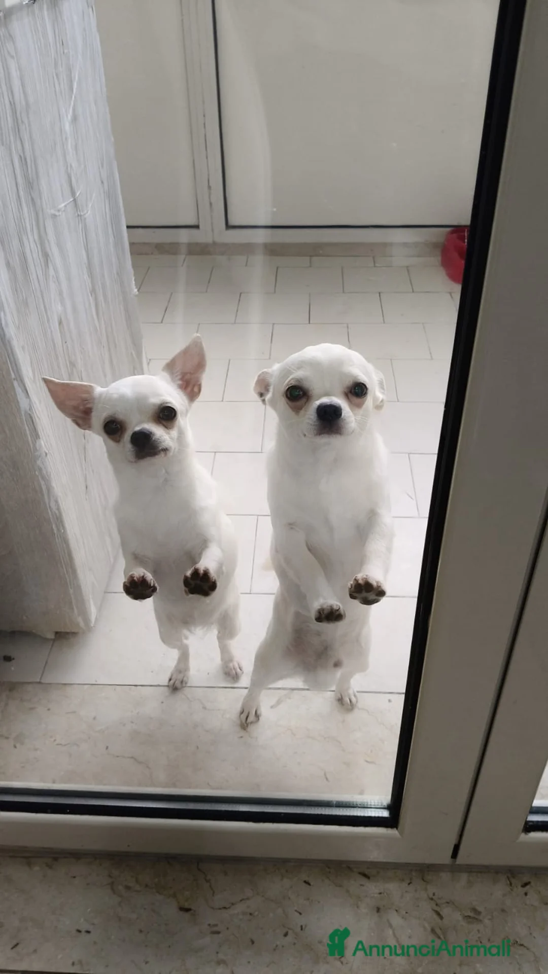 Chihuahua cani in vendita: Maschietto - Annuncio 2