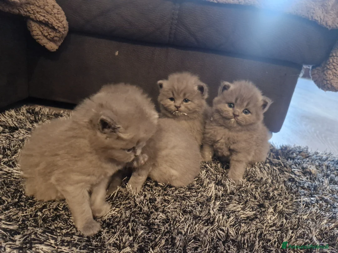British gatti in vendita: Gatini britsh longhair a Provincia di Verona - Annuncio 2