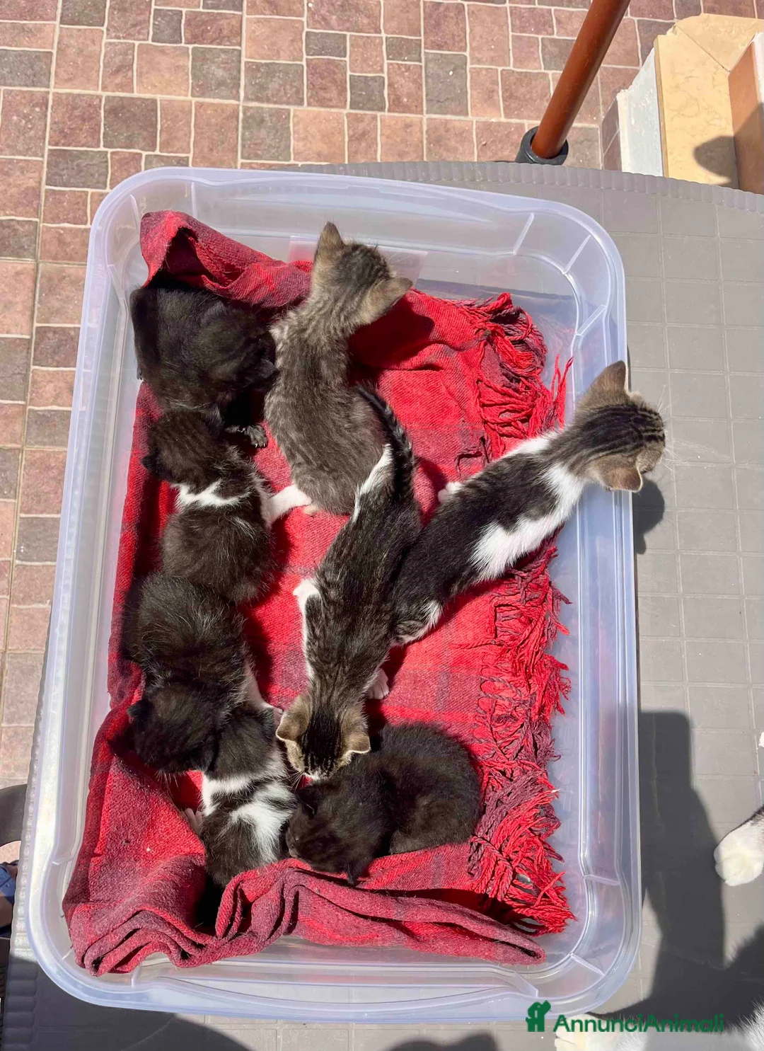 Meticcio gatti in regalo: Regalo 8 gattini (F/M) zona Sciacca (AG) a Libero consorzio comunale di Agrigento - Annuncio 9