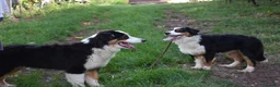 Australian Shepherd cani in vendita: Australian Shepherd pedigree ENCI - Annuncio 26