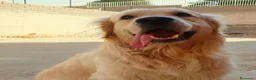 Golden Retriever cani in vendita: Ultimi due Cuccioli golden retriever linea inglese a Libero consorzio comunale di Siracusa - Annuncio 6