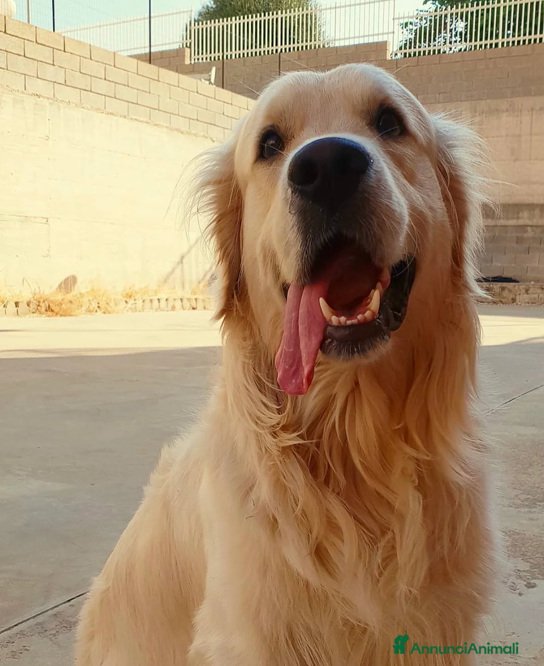 Golden Retriever cani in vendita: Ultimi due Cuccioli golden retriever linea inglese a Libero consorzio comunale di Siracusa - Annuncio 6
