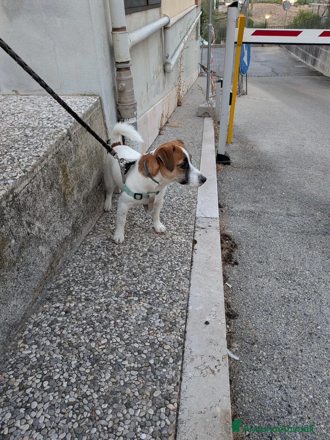 Jack Russell cani in vendita: SPLENDIDO MASCHIO JACK RUSSELL TERRIER VENDESI a Provincia di Campobasso - Annuncio 5