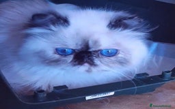 Persiano gatti in vendita: Cucciolo persiano a Città Metropolitana di Torino - Immagine 4