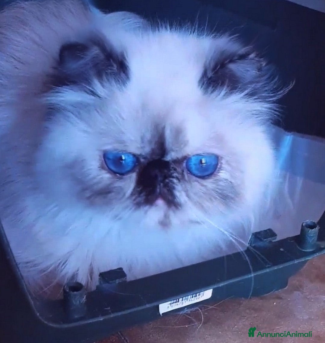 Persiano gatti in vendita: Cucciolo persiano a Città Metropolitana di Torino - Immagine 4