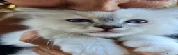 Sacro di Birmania gatti in vendita: CUCCIOLI SACRI DI BIRMANIA - Annuncio 3