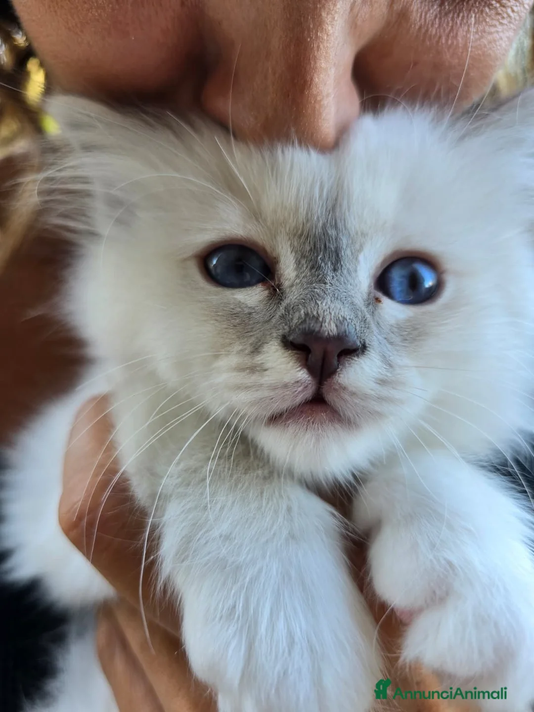 Sacro di Birmania gatti in vendita: CUCCIOLI SACRI DI BIRMANIA - Annuncio 3