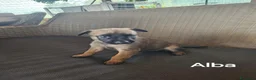 Pastore Belga cani in vendita: Cuccioli di Cane da Pastore Belga Malinois - Annuncio 8