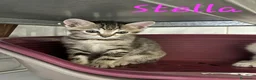 Europeo gatti in regalo: È IN ARRIVO UN CARICO DI GATTINE - Annuncio 8