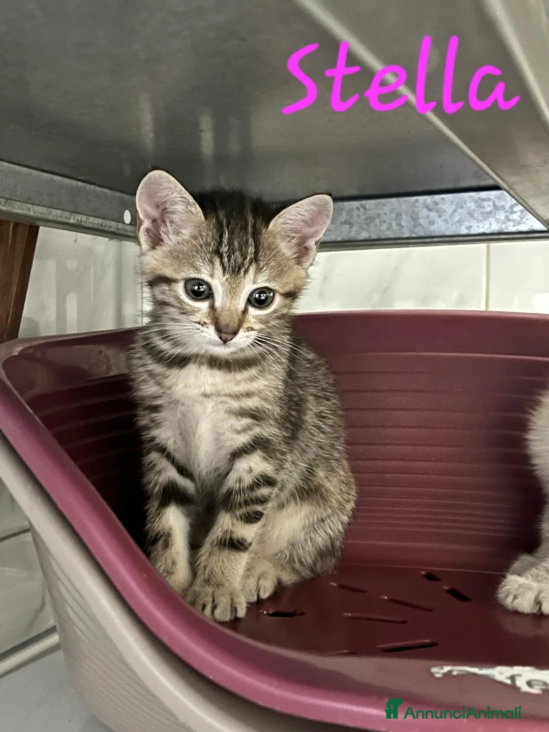 Europeo gatti in regalo: È IN ARRIVO UN CARICO DI GATTINE - Annuncio 8