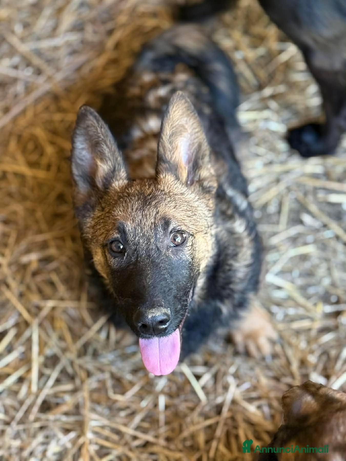 Meticcio cani EZIO, lupetto ZAMPACORTA super coccolone! - Annuncio 11