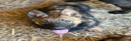 Meticcio cani in regalo: EZIO, lupetto ZAMPACORTA super coccolone! - Annuncio 1