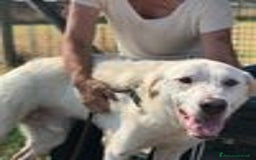 Labrador cani in regalo: BOSTON, OCCHI DOLCISSIMI a Provincia di Latina - Immagine 7