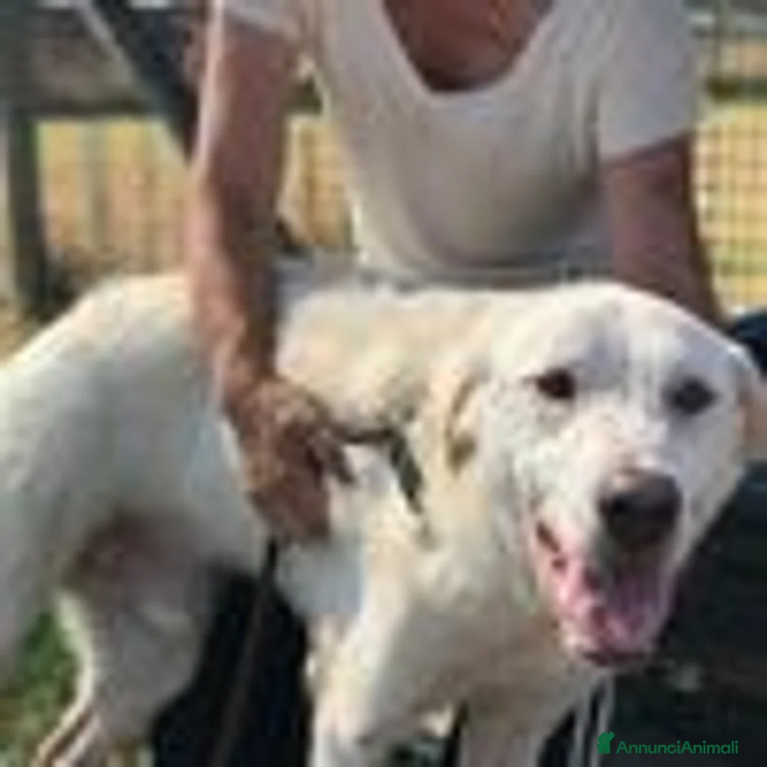 Labrador cani in regalo: Boston, simil labrador dagli occhi dolcissimi a Provincia di Latina - Annuncio 7