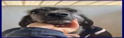 Meticcio cani in regalo: TORONTO adorabile tigratino a Città metropolitana di Milano - Annuncio 2