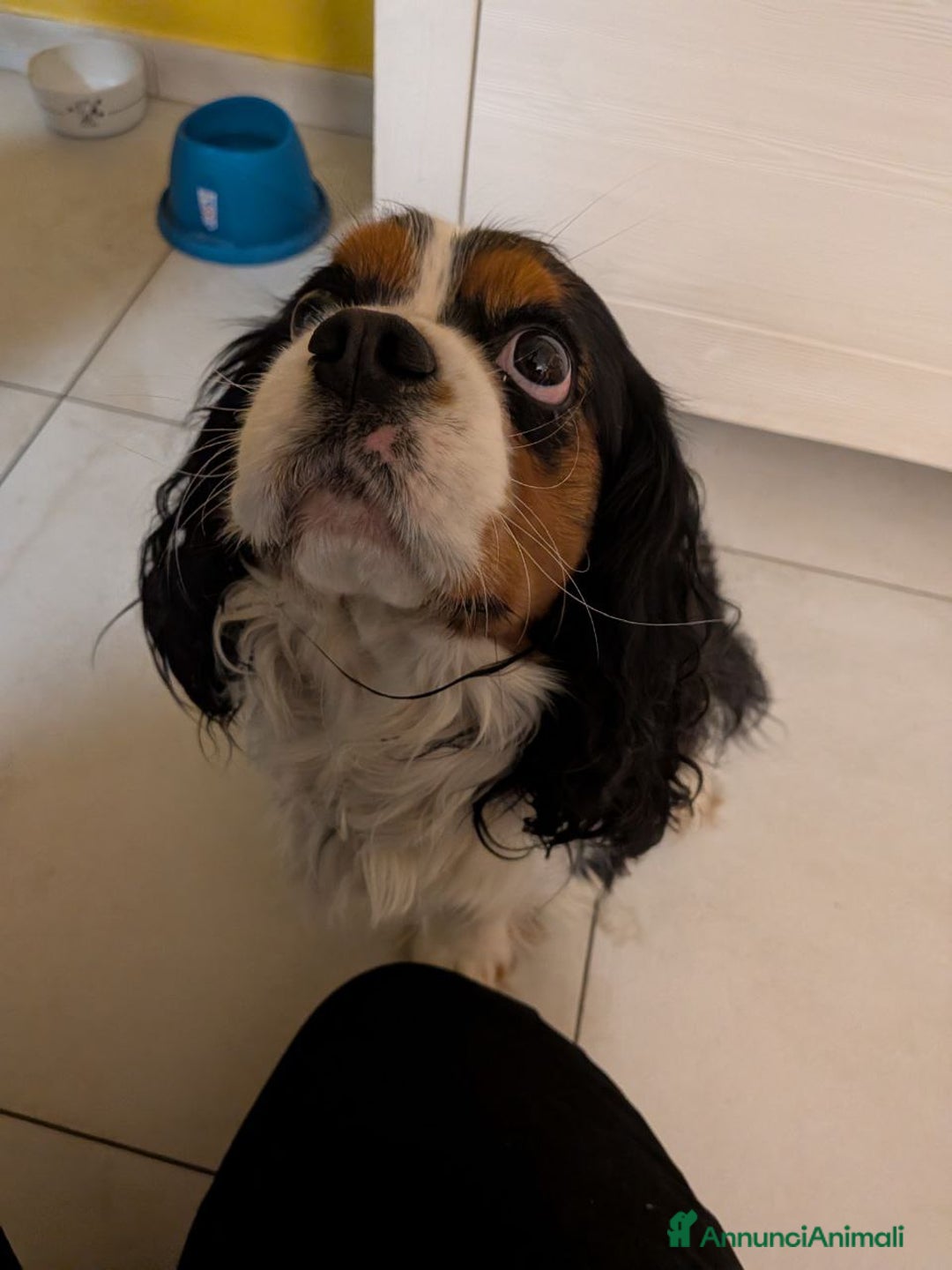 Cavalier King cani in regalo: Cavalier King Charles Spaniel - Annuncio 3