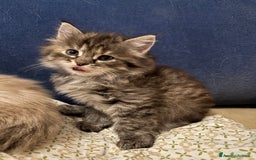 Siberiano gatti in vendita: Gattini siberiani ipoallergenici - Annuncio 3