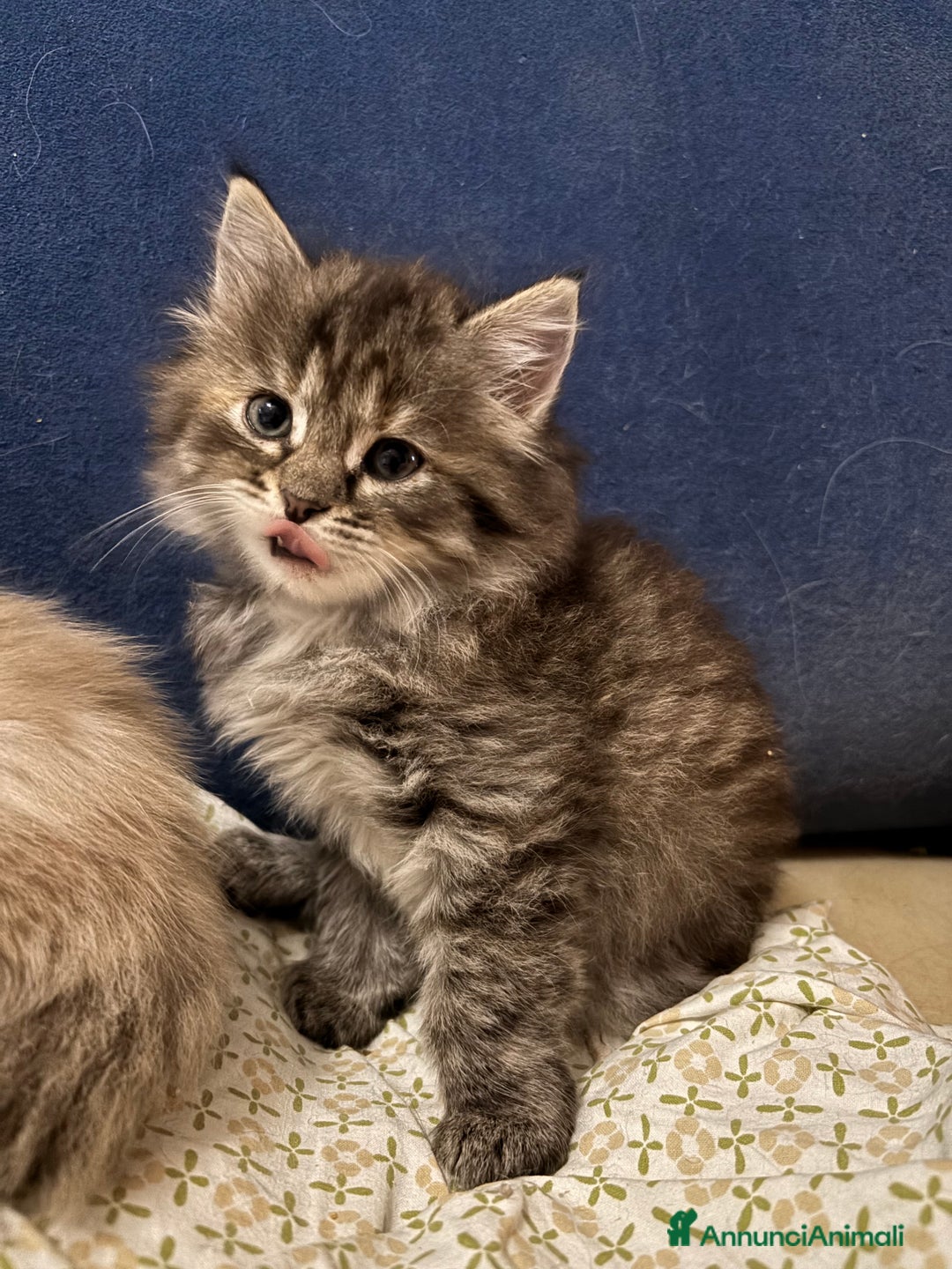Siberiano gatti in vendita: Gattini siberiani ipoallergenici - Annuncio 3