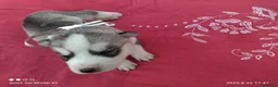 Husky cani in vendita: Cuccioli siberian husky con pedegree - Annuncio 12