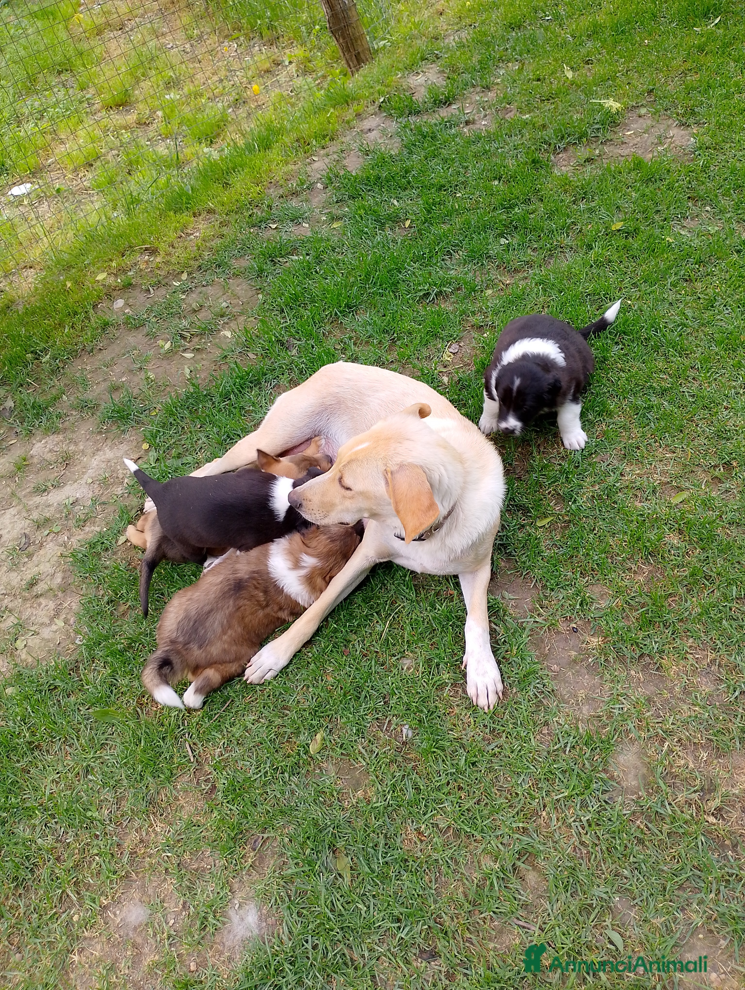 Meticcio cani in regalo: Regalo cuccioli  a Provincia di Alessandria - Annuncio 2