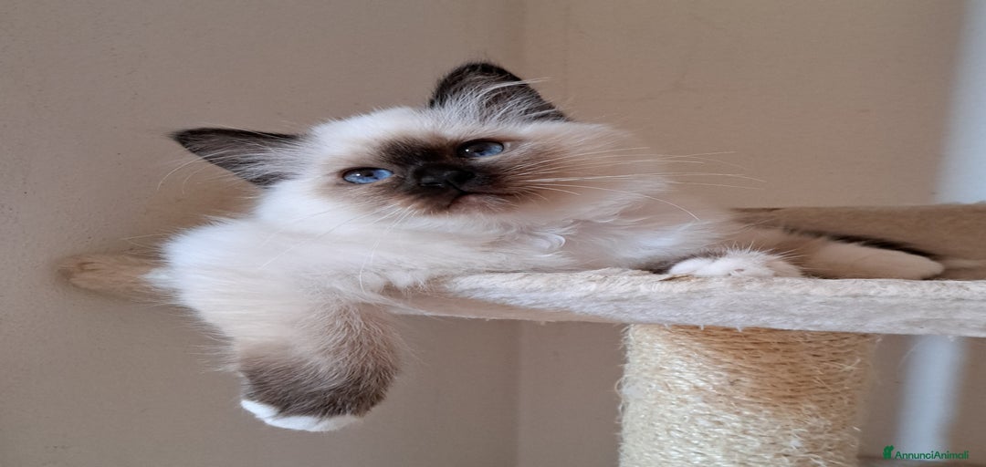 Immagine della galleria {{count}}