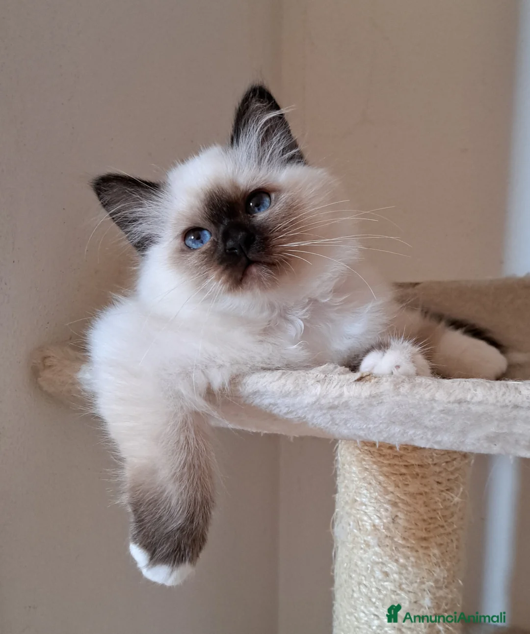 Immagine della galleria {{count}}