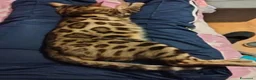 Bengala gatti in vendita: Gattini Bengala bellissimi - Annuncio 6