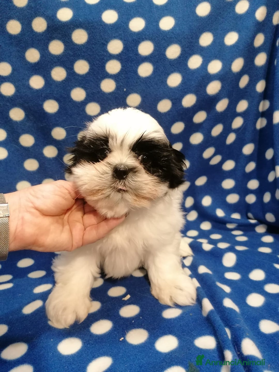 Shih Tzu cani in vendita: Shih Tzu cuccioli piccoli - Annuncio 10