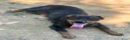 Meticcio cani in regalo: ZAYN, il cucciolo più affettuoso della terra! - Annuncio 5