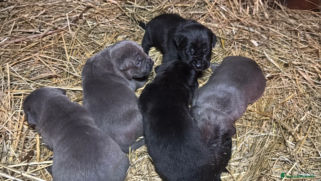 Cane Corso cani in vendita: Cuccioli di Cane Corso - Annuncio 9