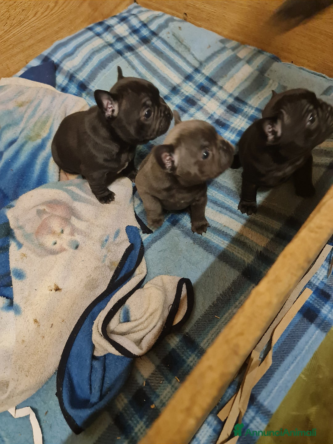 Bulldog Francese cani in vendita: BULLDOG FRANCESI CUCCIOLI allevati personalmente - Annuncio 8