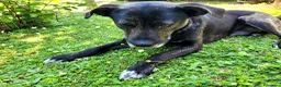 Meticcio cani in regalo: Cucciolotto Leo cerca affetto - Annuncio 6