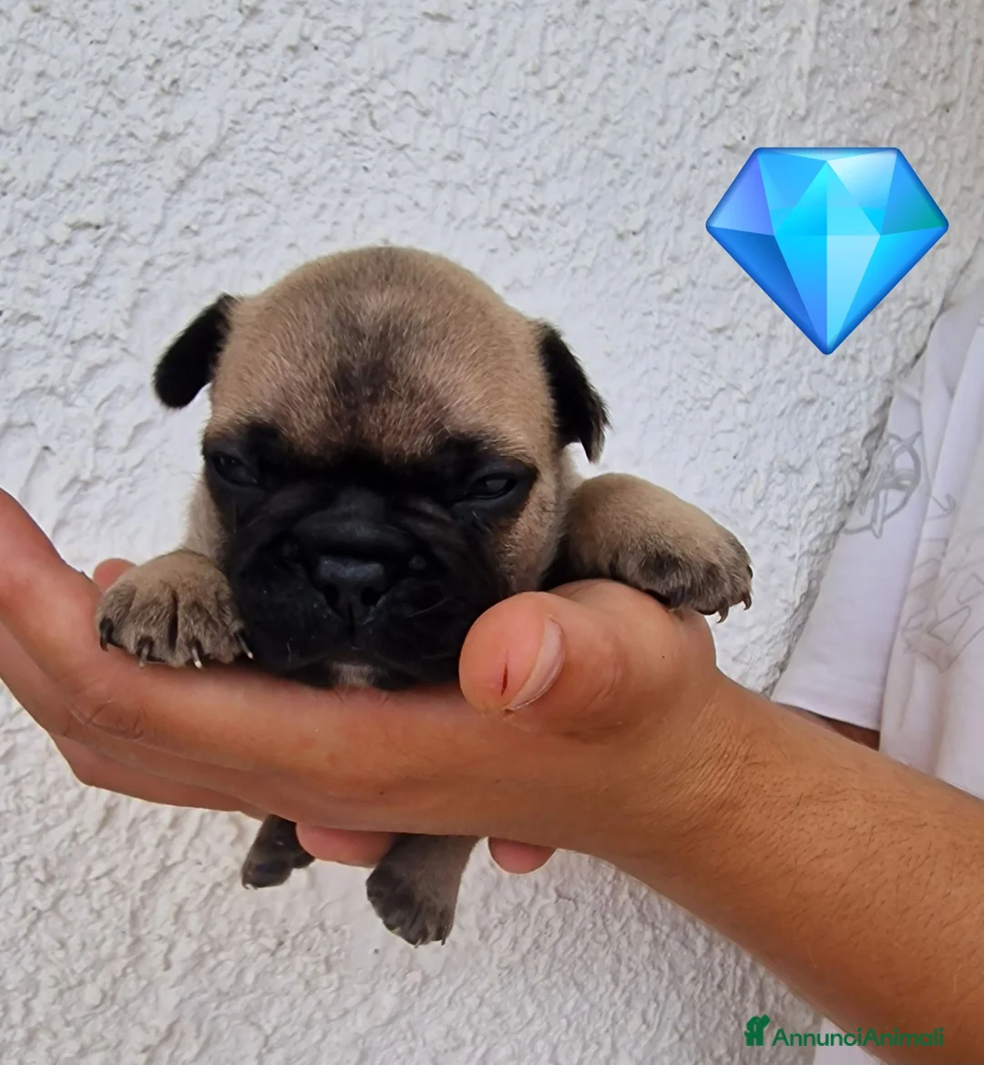Bulldog Francese cani in vendita: Bulldog feancesi - Annuncio 2