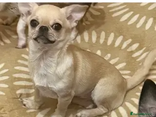 Chihuahua cani Chihuahua femmina - Annuncio 3
