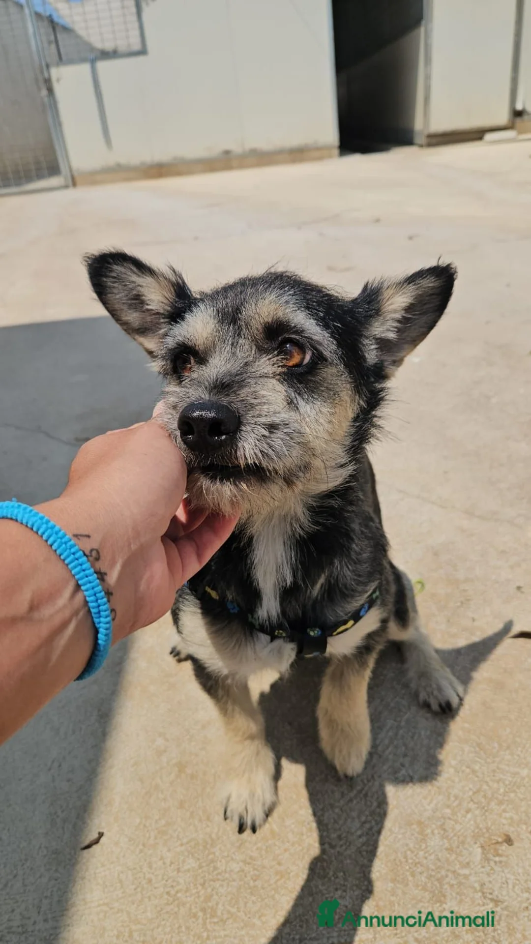 Meticcio cani in regalo: Bueno: taglia piccola, dolce e socievole  - Annuncio 1