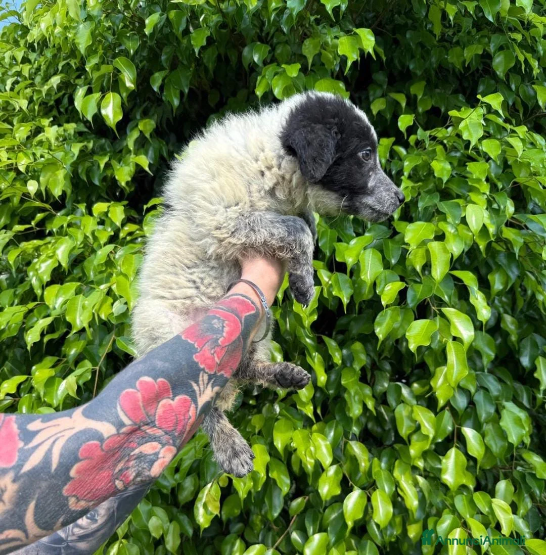 Meticcio cani in regalo: AUGUSTO 💙 una nuvola bianca e nera 😍 - Annuncio 5