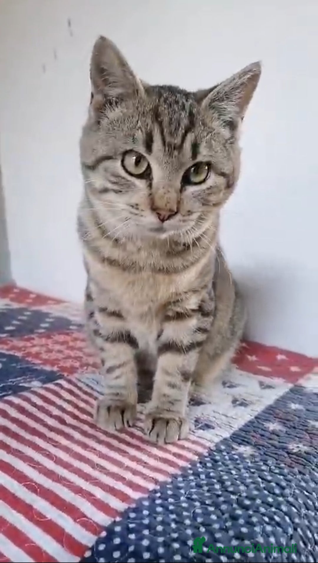 Altre razze gatti in regalo: GATTINI - Annuncio 3