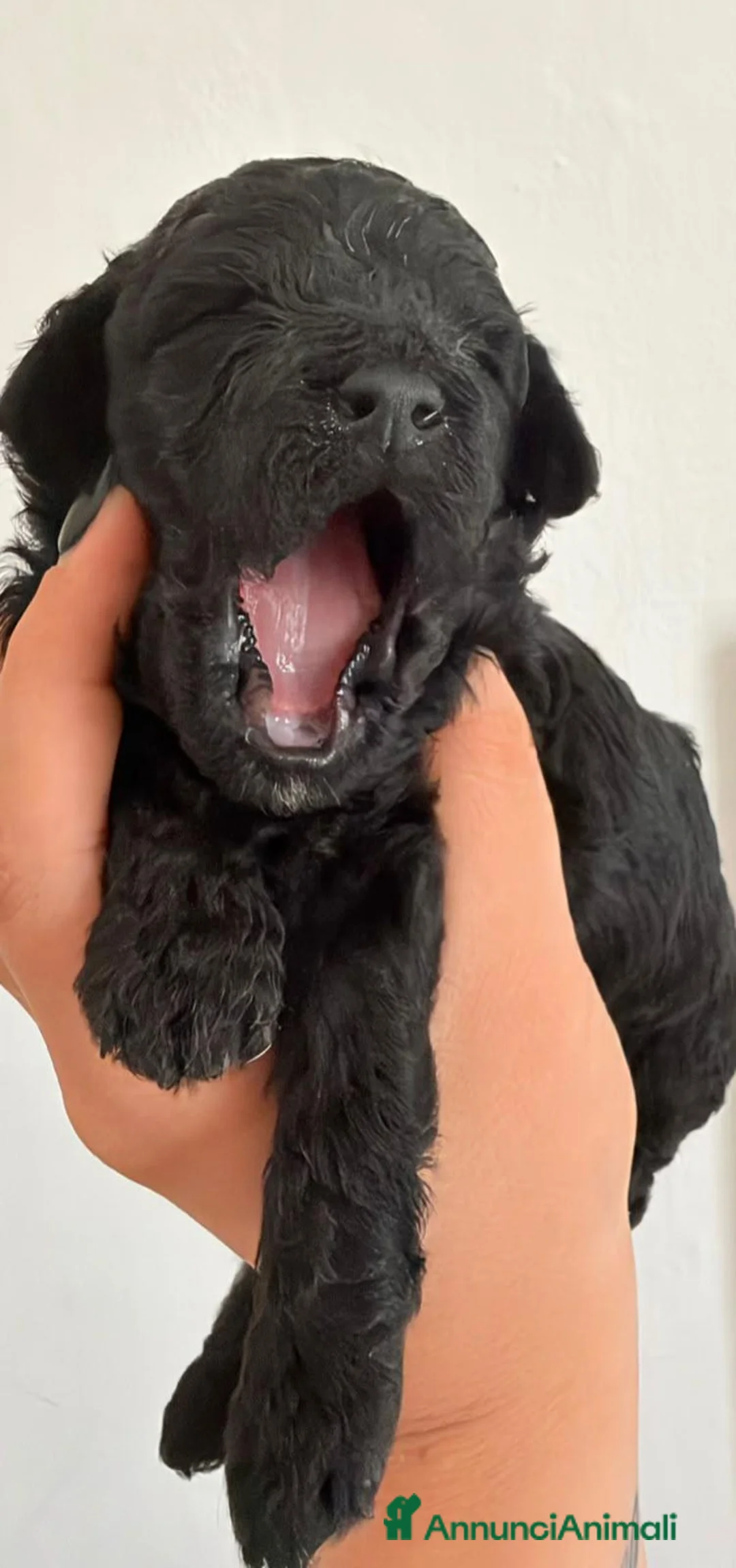 Barboncino cani in vendita: Vendita - Annuncio 1